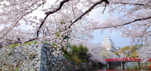 8 สถานที่ชมซากุระสวยจนลืมหายใจในญี่ปุ่น พลาดไม่ได้แล้ว!!! (แถมท้ายพยากรณ์ Full Bloom ซากุระ 2018)