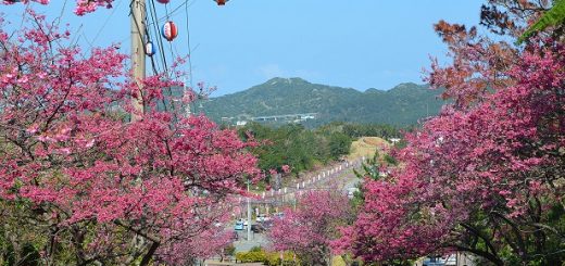 รวมเทศกาลชมดอกซากุระของปี 2018 ที่เมือง Shizuoka และ Okinawa