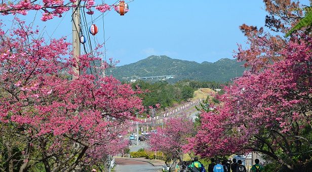 รวมเทศกาลชมดอกซากุระของปี 2018 ที่เมือง Shizuoka และ Okinawa
