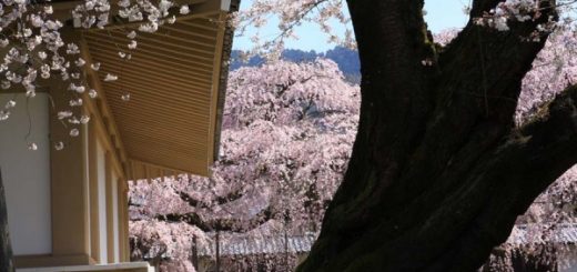 แนะนำจุดชมซากุระที่น่าไปในเกียวโต-Kyoto