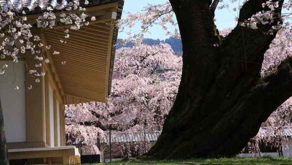 แนะนำจุดชมซากุระที่น่าไปในเกียวโต-Kyoto