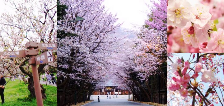 เที่ยวฮอกไกโดฤดูใบไม้ผลิ กับ 4 จุดชมซากุระที่สวยที่สุดในซัปโปโร!