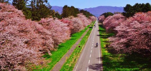 ไปชมซากุระบานที่ Shizunai Sakura Festival 2018 ที่ฮอกไกโด