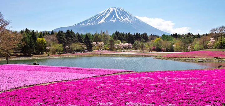 เทศกาลทุ่งดอกไม้สีชมพู Fuji shiba-sakura 2018 มาแล้ว ! ลิสต์ไว้เลยเมษายน-พฤษภาคมนี้ไปเที่ยวกัน