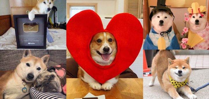 ปีจอทั้งทีต้องมีความสุข รวมพลสุนัขเซเลปประเทศญี่ปุ่น ที่คุณจะต้องยิ้มให้กับความน่ารักอย่างห้ามไม่อยู่!!