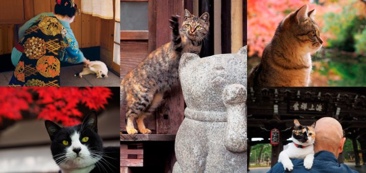 ชมความงดงามของเกียวโตทั้ง 4 ฤดูกาลพร้อมความน่ารักของแมวเหมียวผ่านนิทรรศการภาพถ่าย “Neko no Kyoto” กว่า 180 ภาพ ตั้งแต่ปลายเดือน มี.ค. นี้
