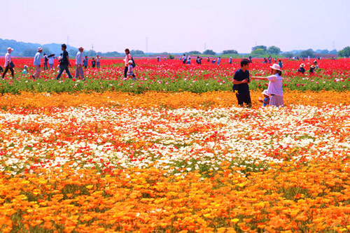 พฤษภาคมนี้ไปดูดอกป็อปปี้ที่ไซตามะกันไหม? นี่เลย 3 ทุ่งดอกป็อปปี้ที่เขาว่ากันว่าคือที่สุดในญี่ปุ่น!