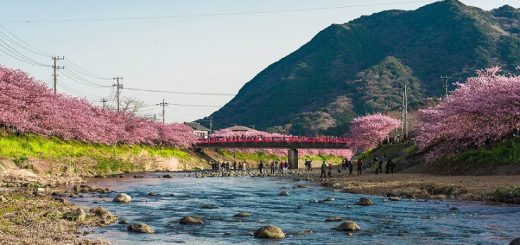 เส้นทางปั่นจักรยานไปดู Kawazu-Sakura ซากุระสีชมพูสดกับพี่ม้า