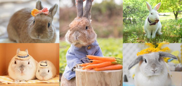 คนรักกระต่ายต้องมา! “Usagi Symbol Exhibition” งานรวมเรื่องน่ารักต่างๆ ที่เกี่ยวกับกระต่ายของญี่ปุ่น ไปจนถึง Peter Rabbit จัดเต็มทั้งภาพถ่ายและของใช้คิ้วท์ๆ ที่ห้าง Shizuoka PARCO เม.ย. นี้