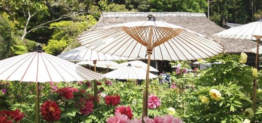 ชมดอกโบตั๋นที่สวน Mobara peony garden เมืองอิจิโนะมิยะ จังหวัดจิบะ