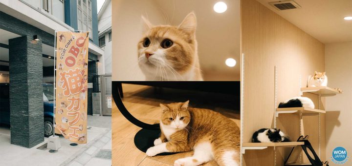 เอาใจเหล่าทาสแมว! ขอพาไปแนะนำร้าน Cat Cafe OBC ณ เมืองฟุกุโอกะ ที่เต็มไปด้วยเหล่าน้องแมวตัวอ้วนน่าฟัด!