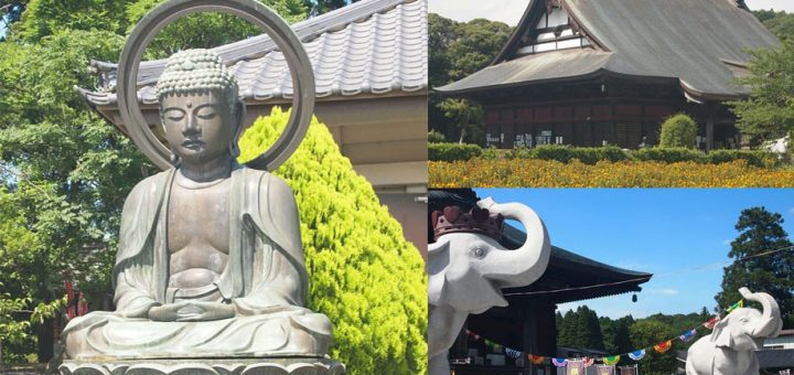 ท่องเที่ยวขอพรกับช้างน้อยให้โชคที่วัด Choufukuju พร้อมชมดอกคำฝอยบานในหน้าร้อน เมืองอิจิโนะมิยะ จังหวัดจิบะ