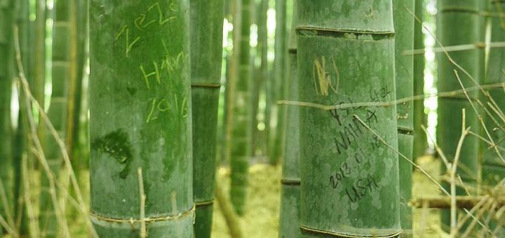 เสียงสะอื้นจากป่าไผ่ในอาราชิยามะ เมื่อนักท่องเที่ยวต่างพากันไปขีดเขียนบนต้นไม้เป็นจำนวนมาก แล้วทางการญี่ปุ่นจะมีวิธีรับมือยังไง