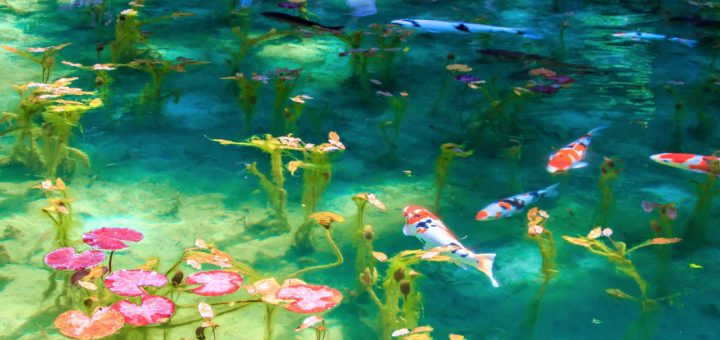 “Monet Pond” – นี่บ่อน้ำหรือภาพวาดกันแน่? Unseen Japan สำหรับผู้หลงรักภาพวาดสวย ๆ ต้องที่นี่เลยค่ะ!