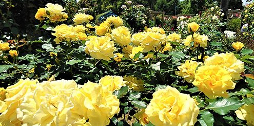ชมดอกกุหลาบ (Autumn Rose) นับร้อยที่สวน Hill Top Rose Garden เมืองอิจิโนะมิยะ จังหวัดจิบะ