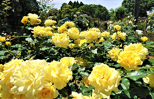 ชมดอกกุหลาบ (Autumn Rose) นับร้อยที่สวน Hill Top Rose Garden เมืองอิจิโนะมิยะ จังหวัดจิบะ