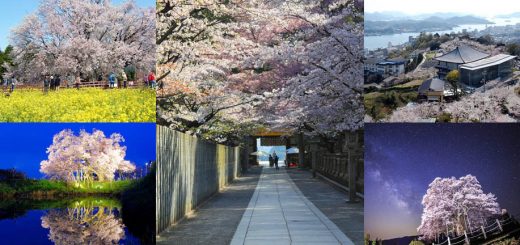 รวมสถานที่ชมซากุระ 2019 สวย ๆ จากทั่วประเทศญี่ปุ่น คิวชู-ชูโกกุ-คันไซ