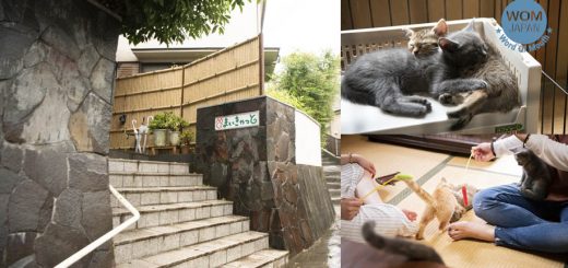 โรงแรมสไตล์ญี่ปุ่น 'เรียวคังแมว' ที่ให้สาวกแมวได้พักผ่อนชิว ๆ กับน้องแมว