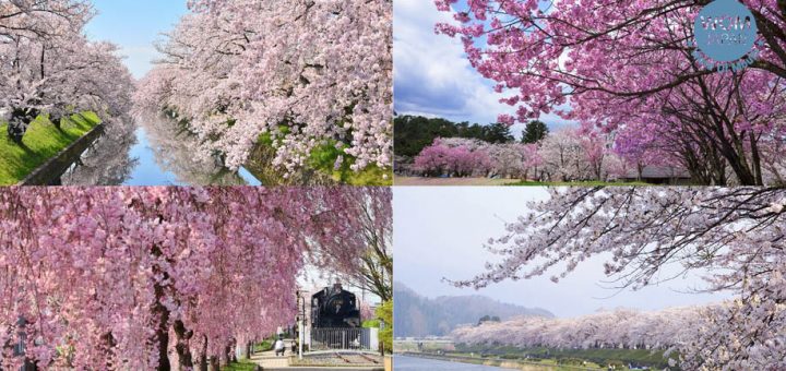 รวมสถานที่ชมซากุระ 2019 สวย ๆ จากทั่วประเทศญี่ปุ่น : จูบุ-คันโต-โทโฮคุ