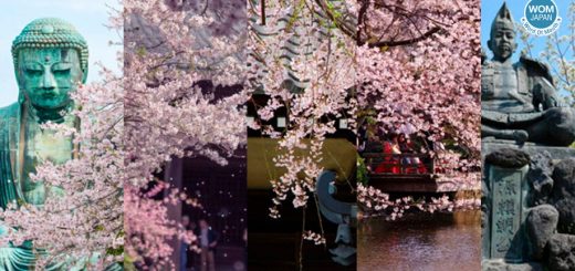 Kamakura Best Sakura Spot ! ปักหมุด 5 จุดชมซากุระแสนสวยในปี 2019