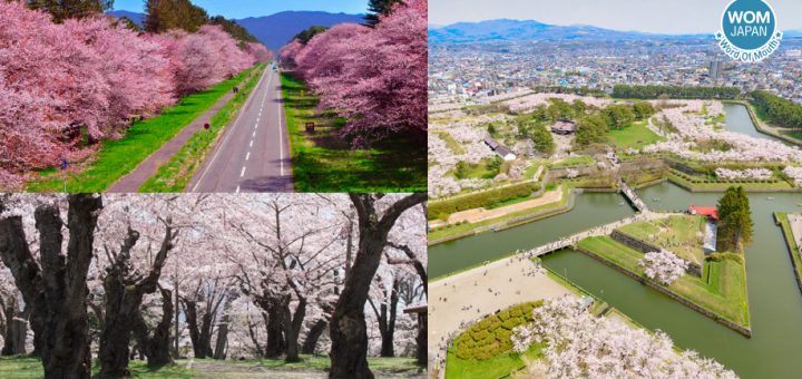 รวมสถานที่ชมซากุระ 2019 สวย ๆ จากทั่วประเทศญี่ปุ่น - ฮอกไกโด
