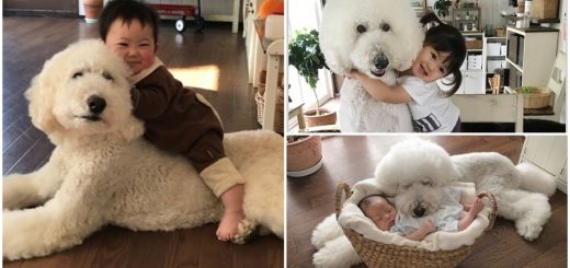 ชมความน่ารักของ 2 หนูน้อยกับวังโกะนุ่มนิ่ม 'Standard Poodle' ยอดติดตาม IG กว่า 5.4 แสนคน