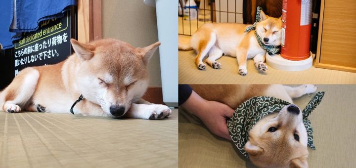 สัมผัสความนุ่มนิ่มของเหล่าน้องหมาชิบะที่ MAME SHIBA CAFE พิกัดชิบุยะ โตเกียว