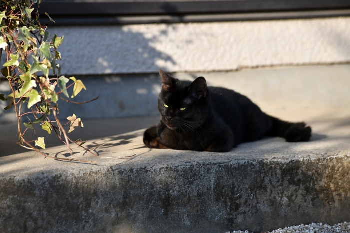 初恋 お父さん、チビがいなくなりました Only The Cat Knows (3)