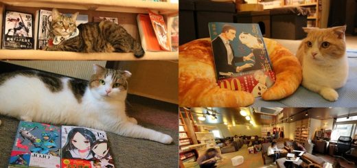 คาเฟ่แมวในร้านหนังสือ ที่สุดของร้านนั่งเล่นพักผ่อนหย่อนใจ