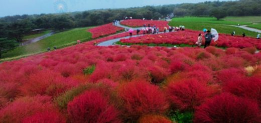 ไปเที่ยว Hitachi Seaside Park กัน ! พาไปชมความงามทุ่งโคเชียสีแดงที่จะเปลี่ยนสีเตรียมร่วงโรย