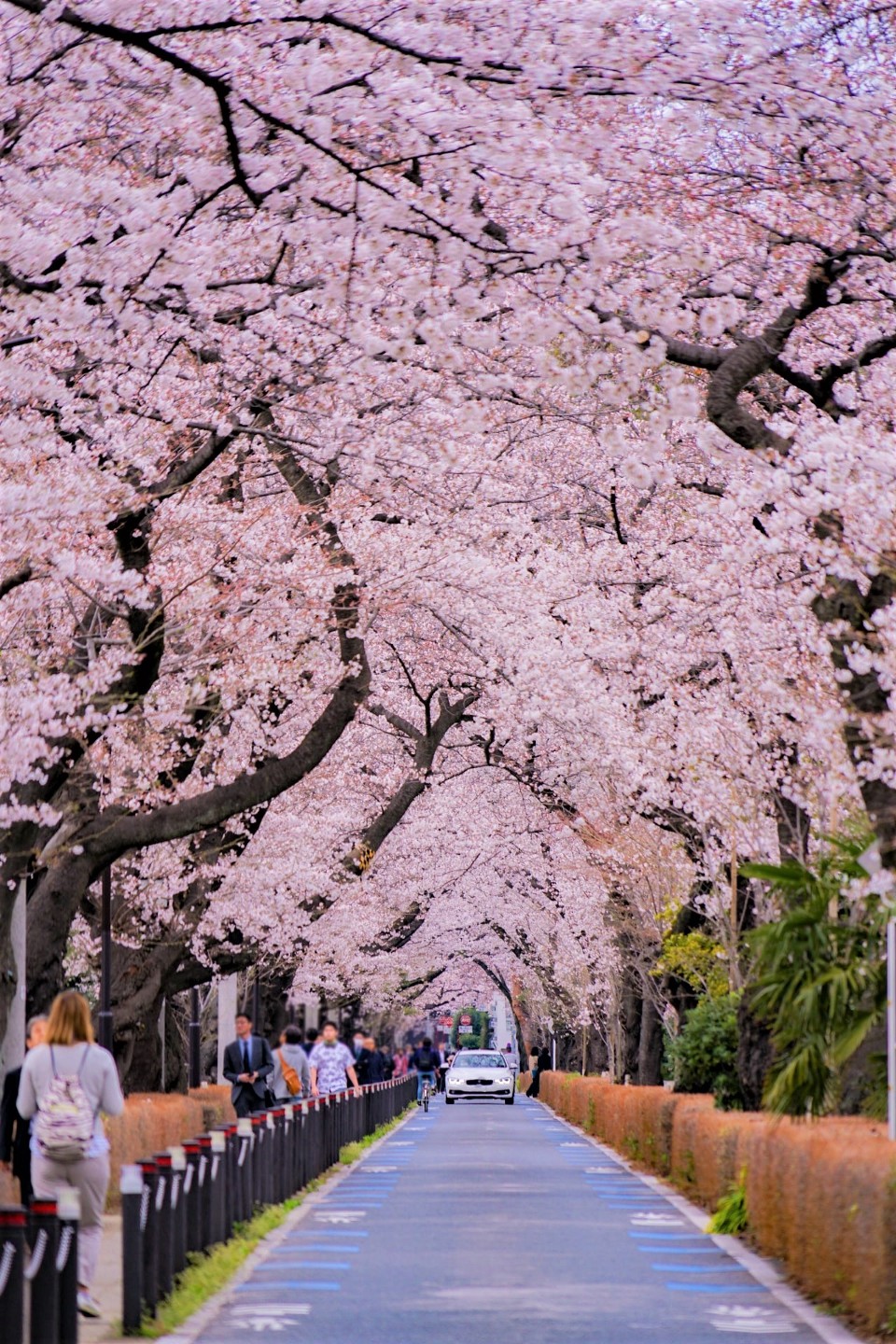 Best Places To View Cherry Blossoms In Tokyo Obsessed vrogue.co