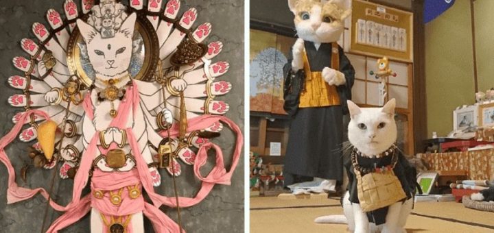 ศาลเจ้าแมวที่มีพระเป็นแมวจริง ๆ ใจกลางกรุง Kyoto