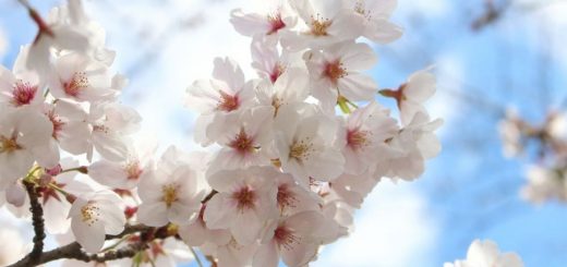 พลิกวิกฤตเป็นโอกาส ! เว็บพยากรณ์อากาศญี่ปุ่นสุดเก๋ ผุด Sakura VR เอาไว้ชมดอกไม้ในวันที่ไวรัสบุก